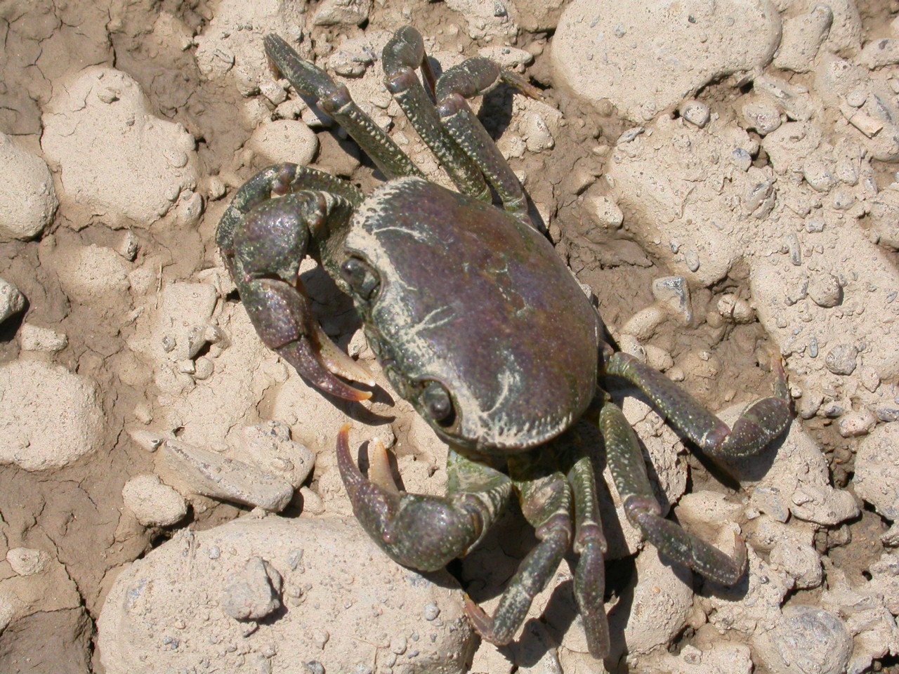 Tatlısu Yengeci - Potamon potamios